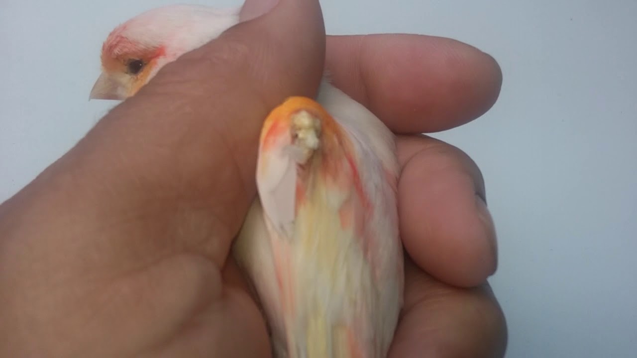 CISTO DE PENAS !!!! - Canaril do Alemão
