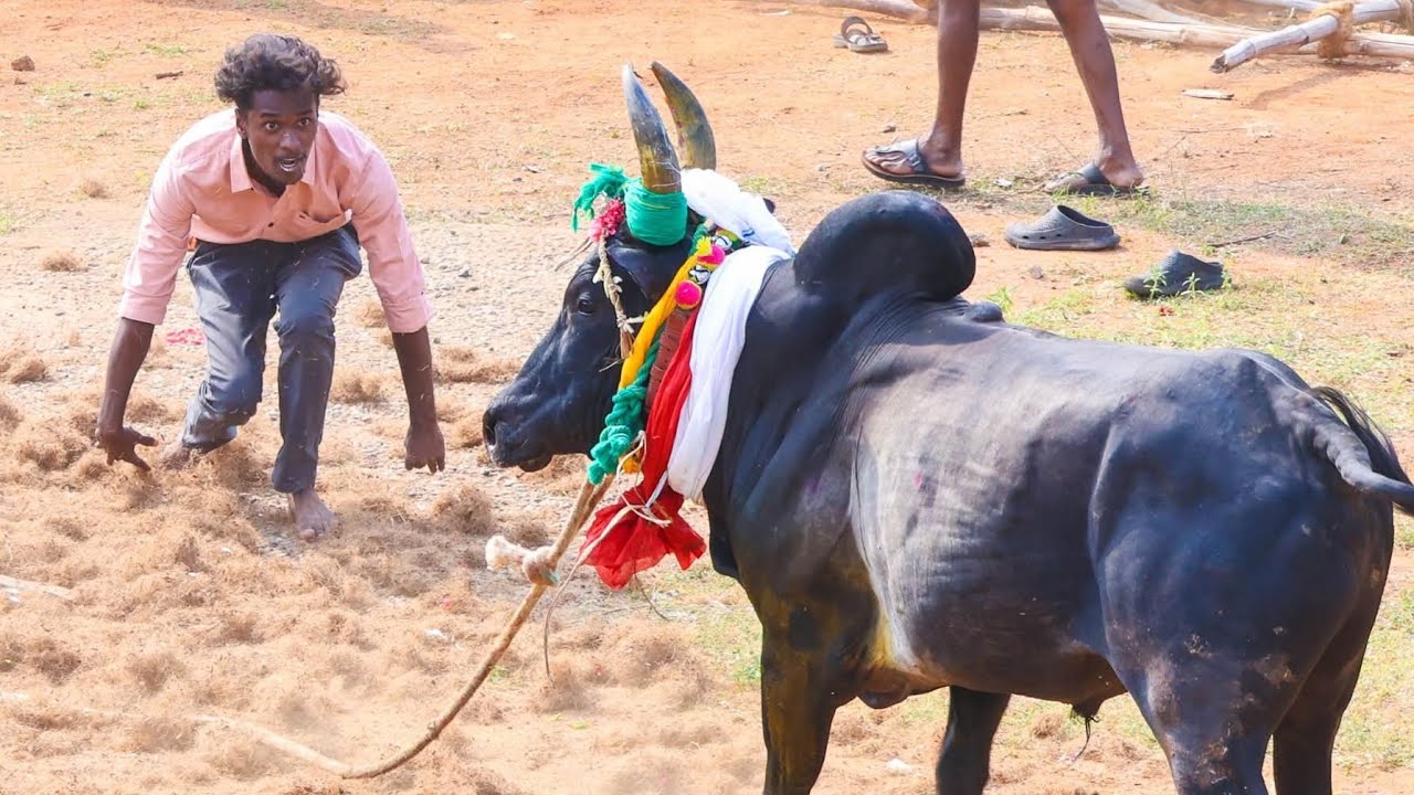யார் சாமி இவன் மாட்டையே மிரட்டான்    வேம்பங்குடி மஞ்சுவிரட்டு 