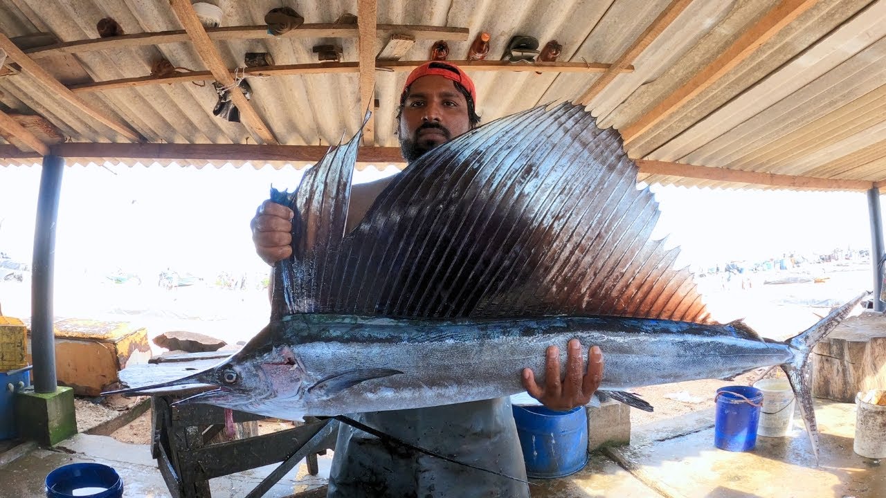 How to Cut a SWORDFISH like a pro | Learn From Fish Cutting masters