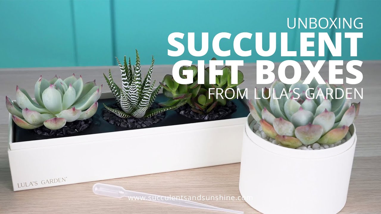 Unboxing a succulent garden from Lula's Garden