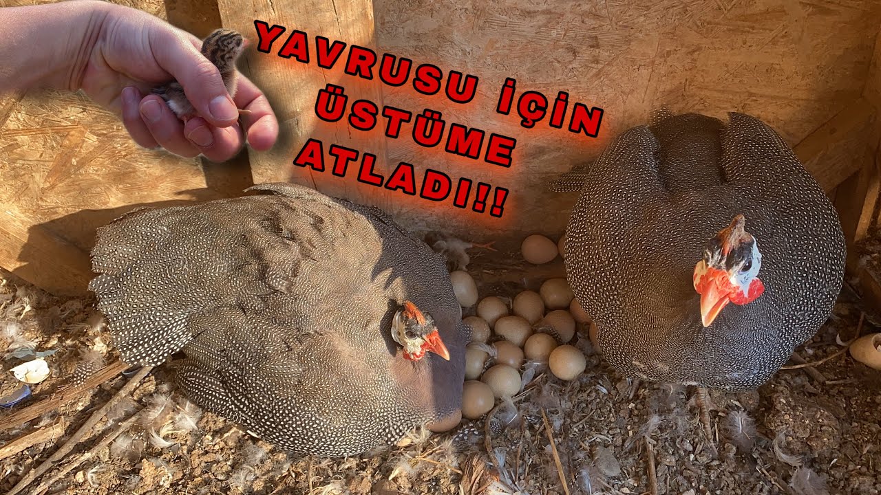 40 YUMURTANIN ÜZERİNE BİRLİKTE KULUÇKAYA YATAN 2 BEÇ TAVUĞU!! BUNLAR PİSİKOPAT!!