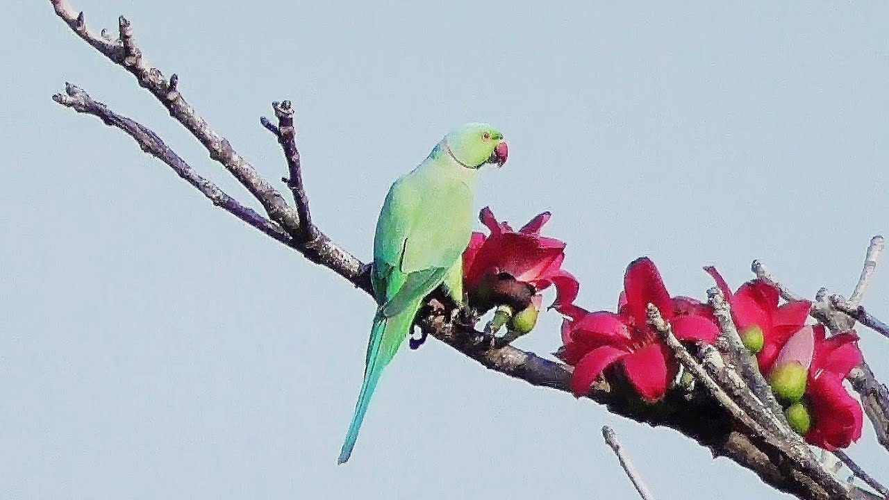 Indian birds. More than 50 kinds of Indian birds with their sounds 🐦