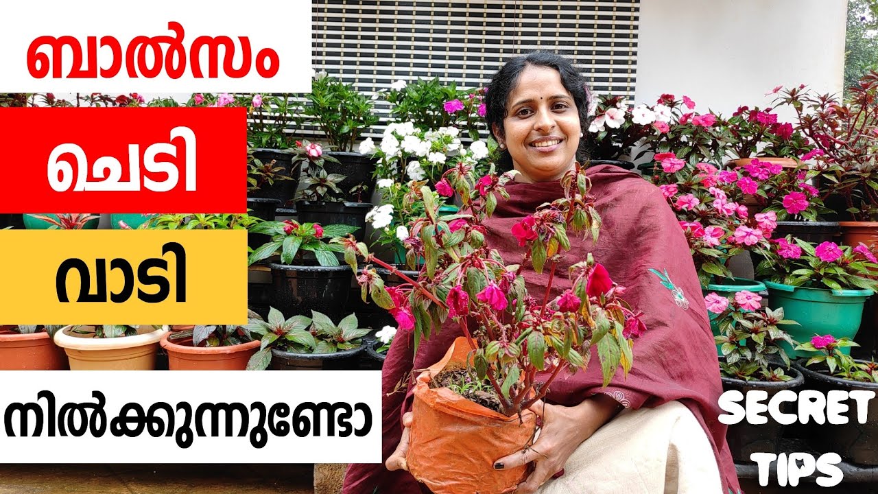 ഇനി ബാൽസം ചെടിയുടെ എല്ലാ പ്രേശ്നത്തിനും പരിഹാരം ഉണ്ട് |Secret Tips