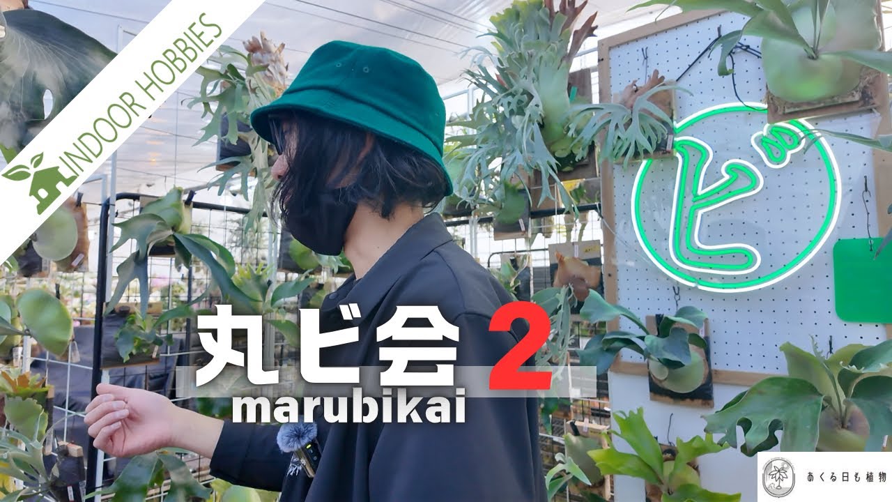 【丸ビ会2】INDOOR HOBBIESによる「ビカクシダイベント」レポート