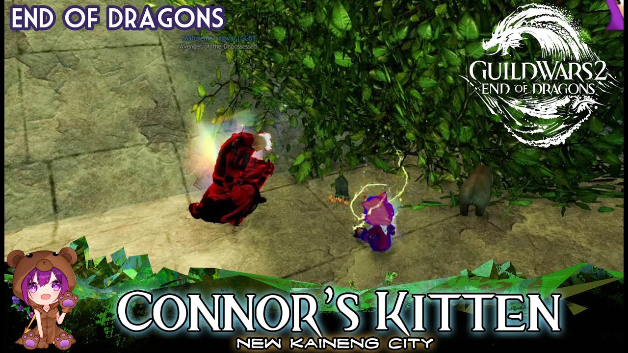GW2 Connor's Kitten