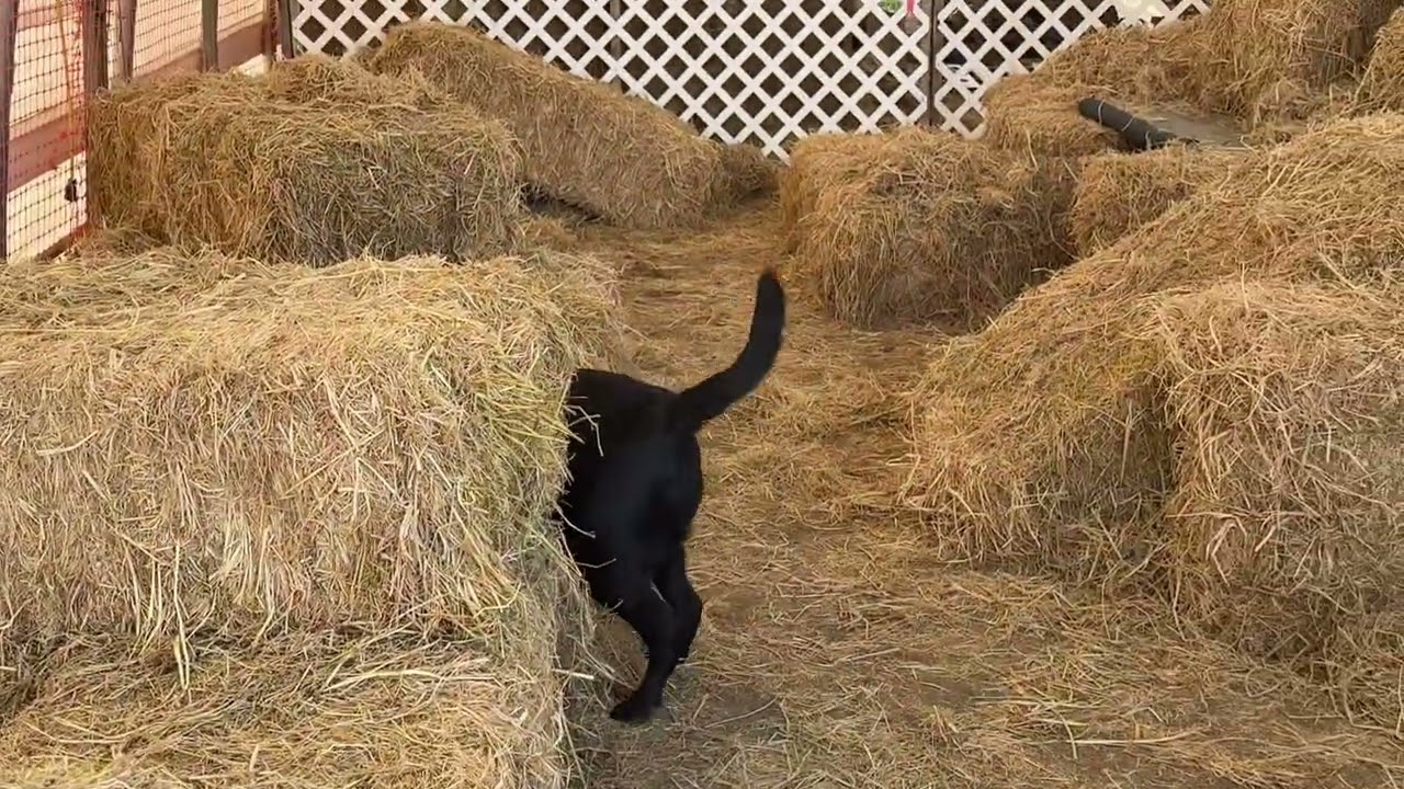 Finney - Master Barn Hunt, judge Dan Mata 2/1/26