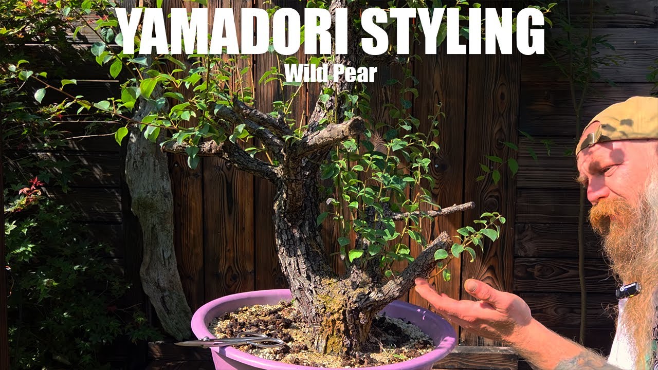 First styling of a Yamadori Wild Pear