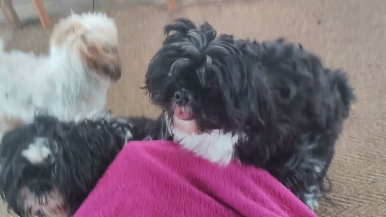 (Shih Tzu Zone) More Zoomie Chases