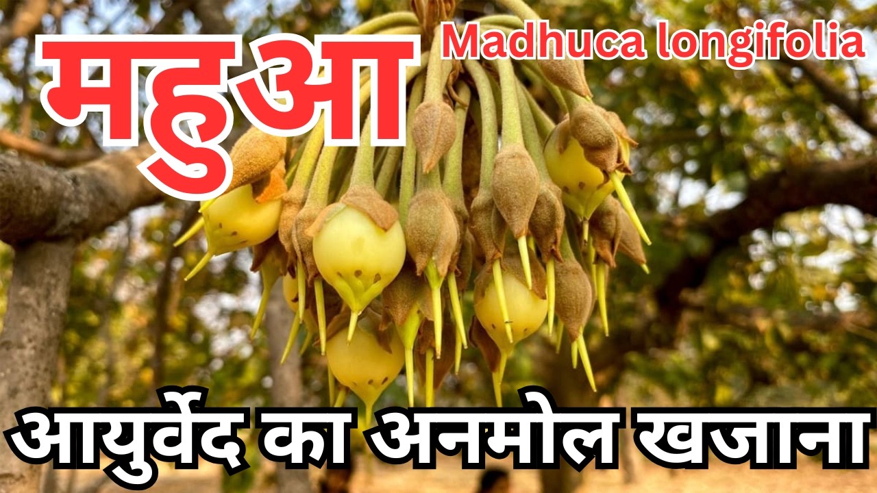 महुआ (मधुवृक्ष) के चमत्कारी फायदे | जोड़ दर्द, पुरुष शक्ति, त्वचा रोग, पाचन समस्या के लिए रामबाण