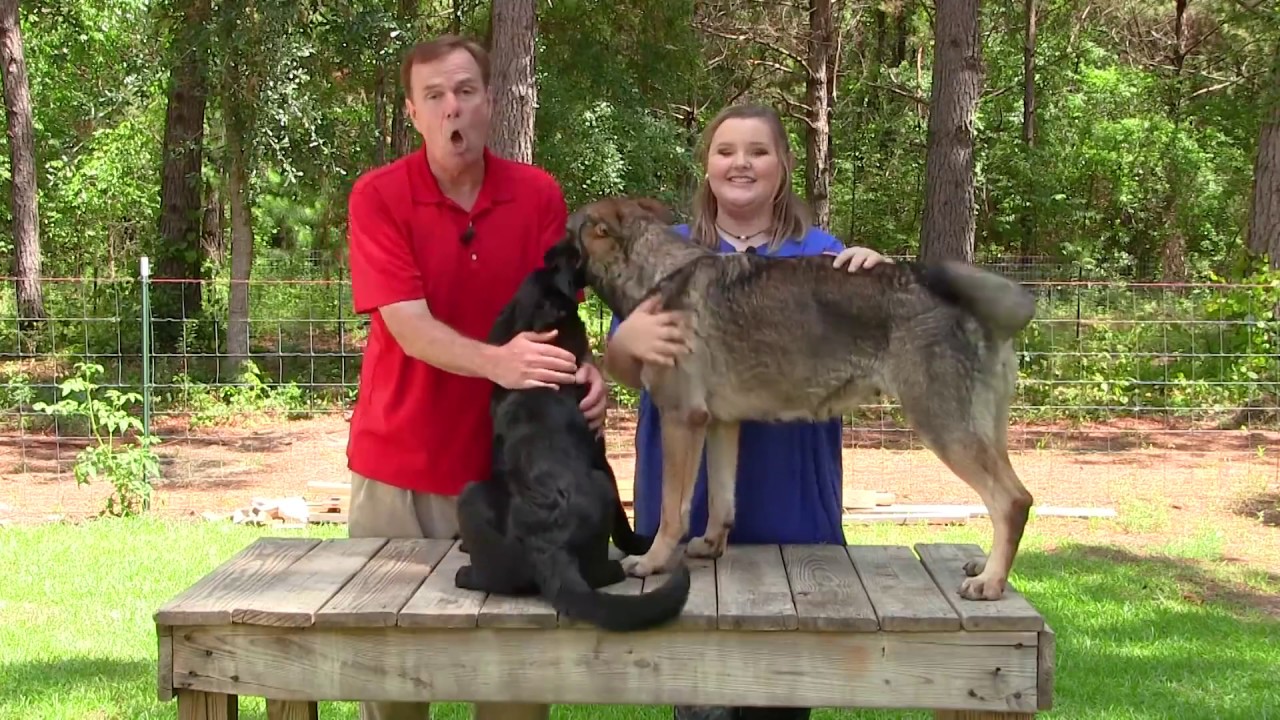 STOP puppy biting!!! with German Shepherd Man and Jae