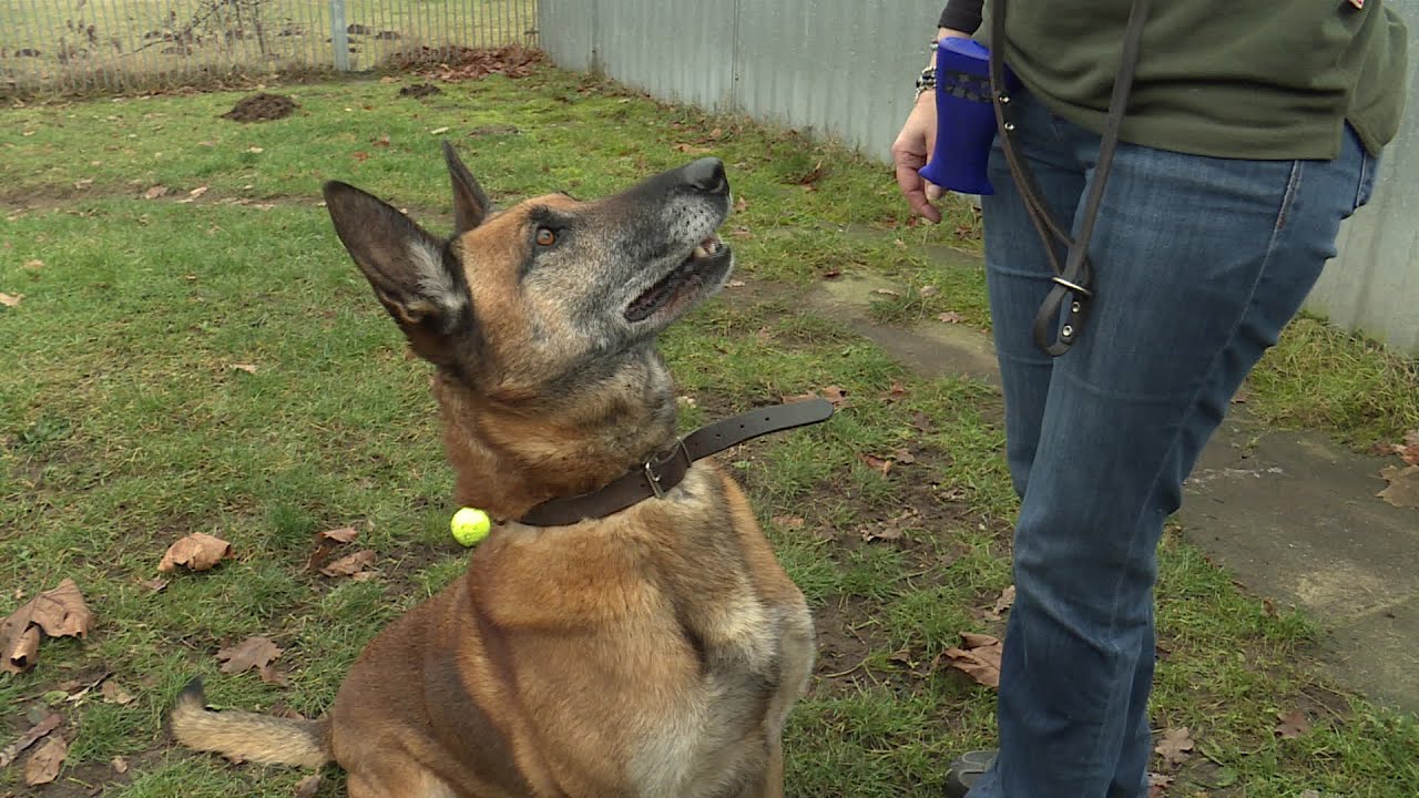Dierenasiel overstelpt met negatieve reacties over herdershond Bor