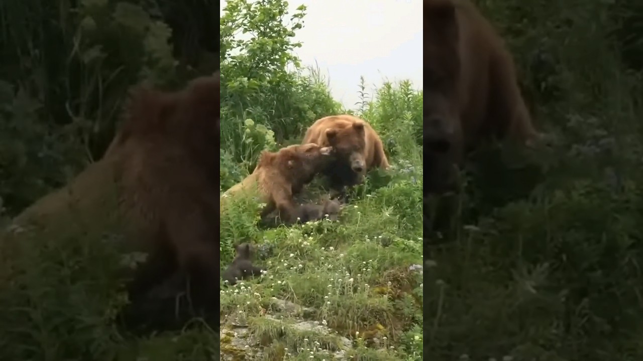 Mother Bear Tries To Save Her Cubs From An Aggressive Male Bear