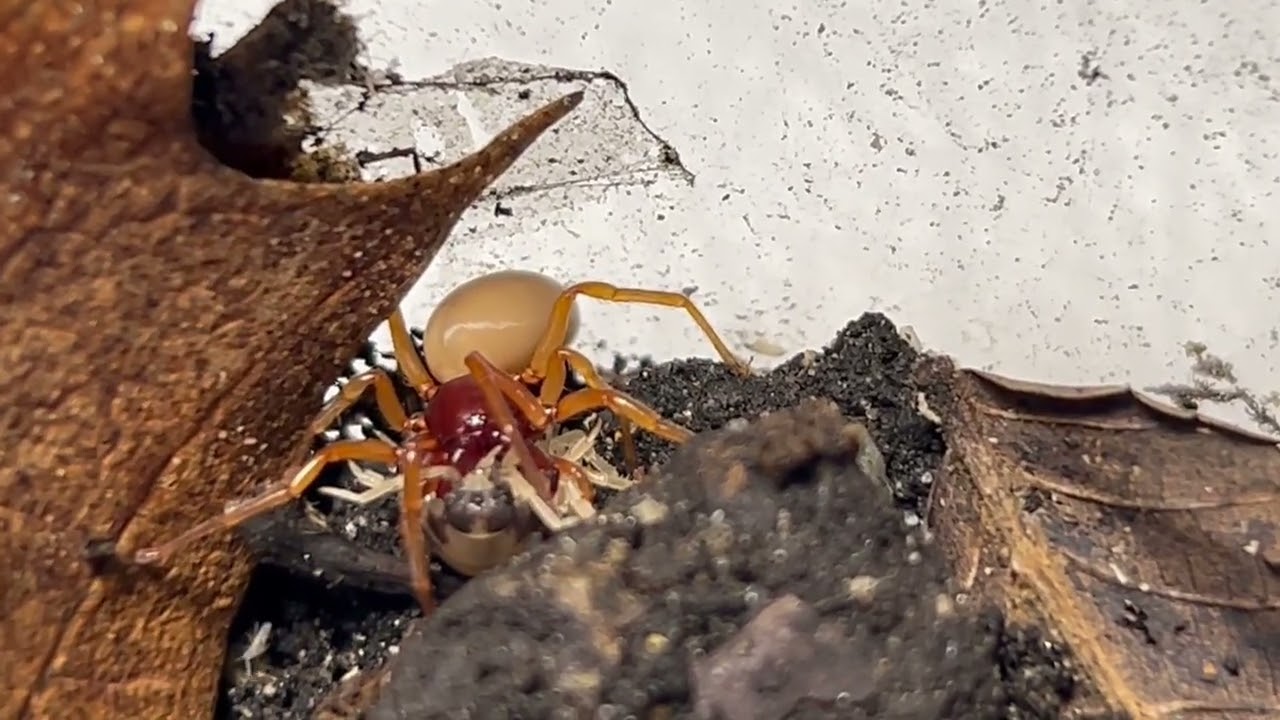 Woodlouse spider feeding on dairy cow isopod