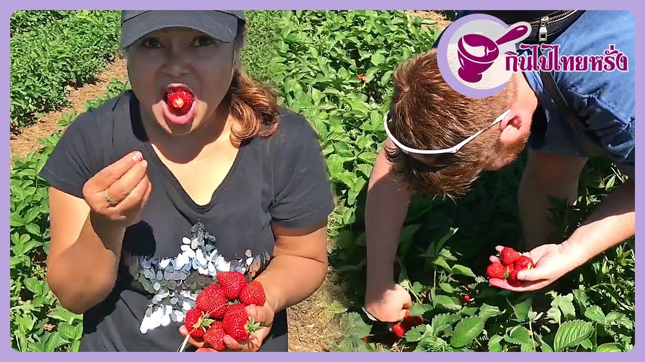 Let's harvest sweet strawberries with me and my husband !