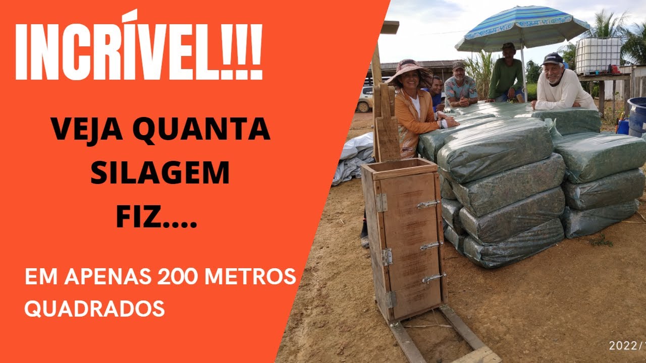 INCRÍVEL!!! VEJA QUANTA SILAGEM FIZ Em apenas 200 metros quadrados,