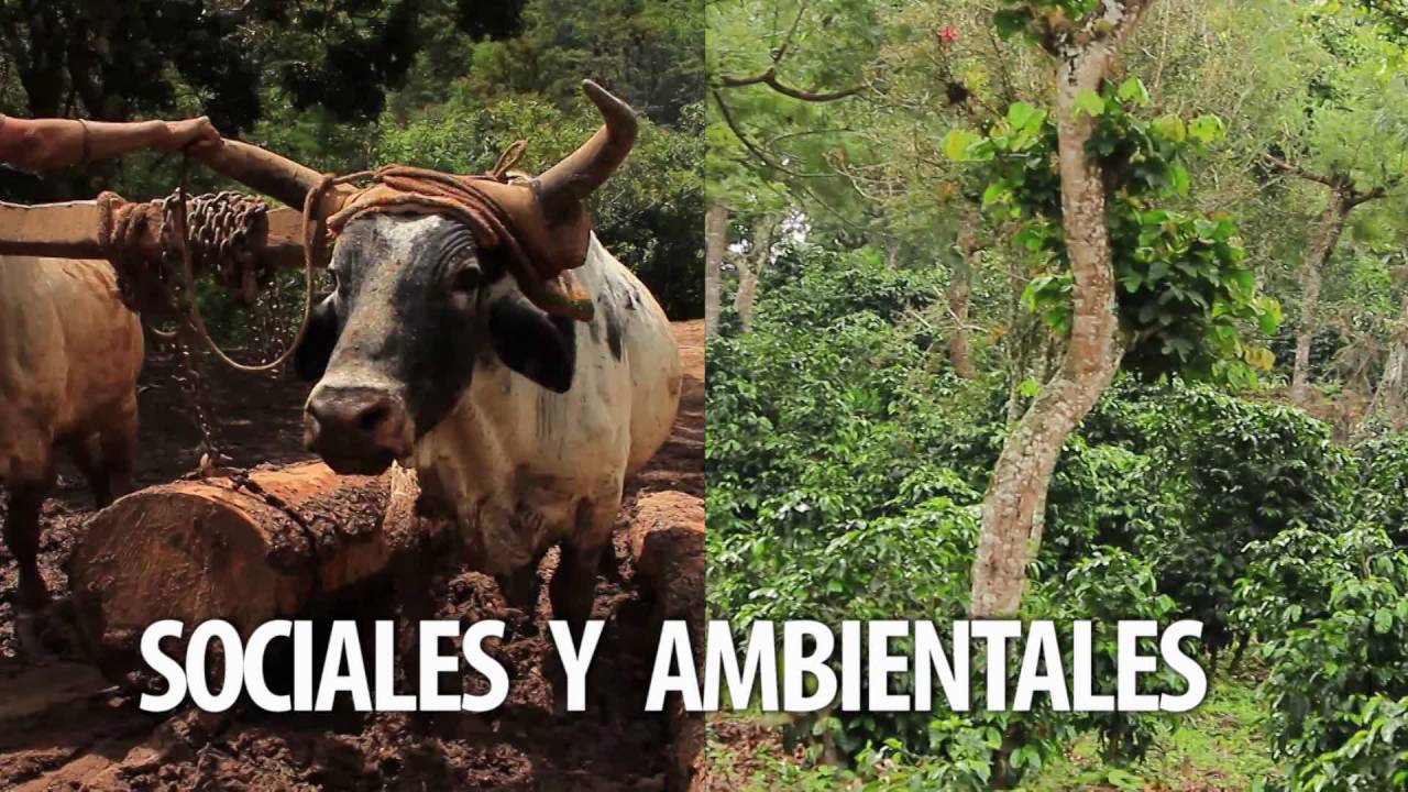 Manejo Forestal Sostenible