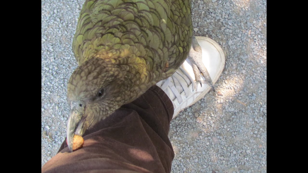 parrot kea asks crack a nut, умный попугай