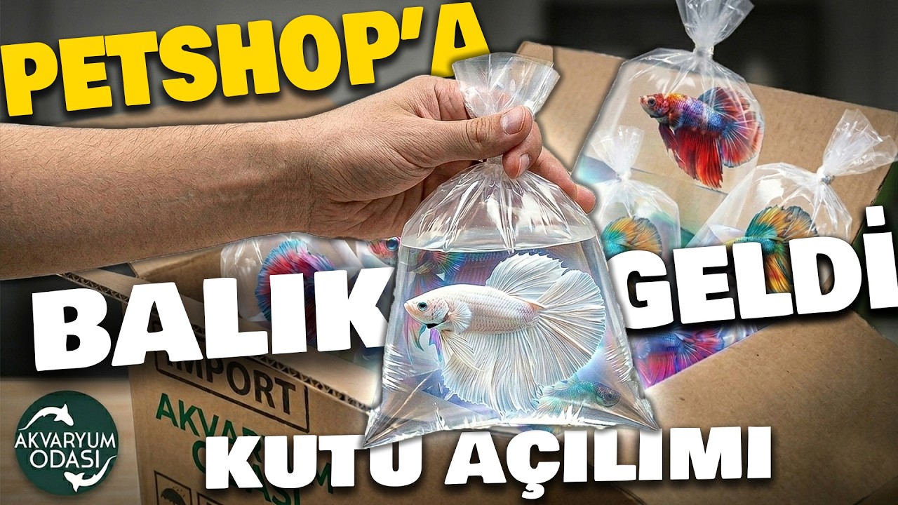 PETSHOP'A 1 KOLİ DOLUSU  BALIK GELDİ! EFSANE RENKLER!  #akvaryum #akvaryumbalıkları  #bettafish