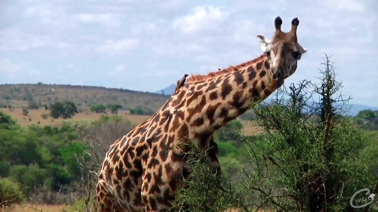 Kenia Safari 03.2013 (cooles video ;))
