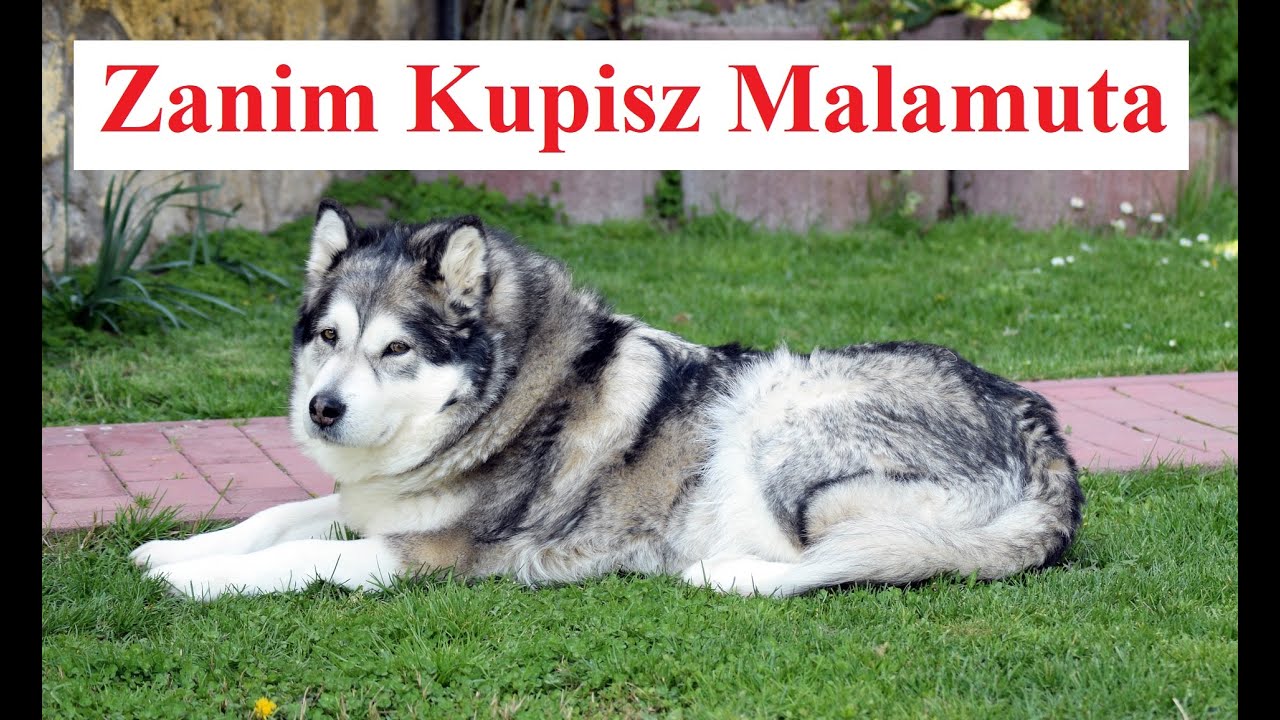 Zanim Kupisz MALAMUTA