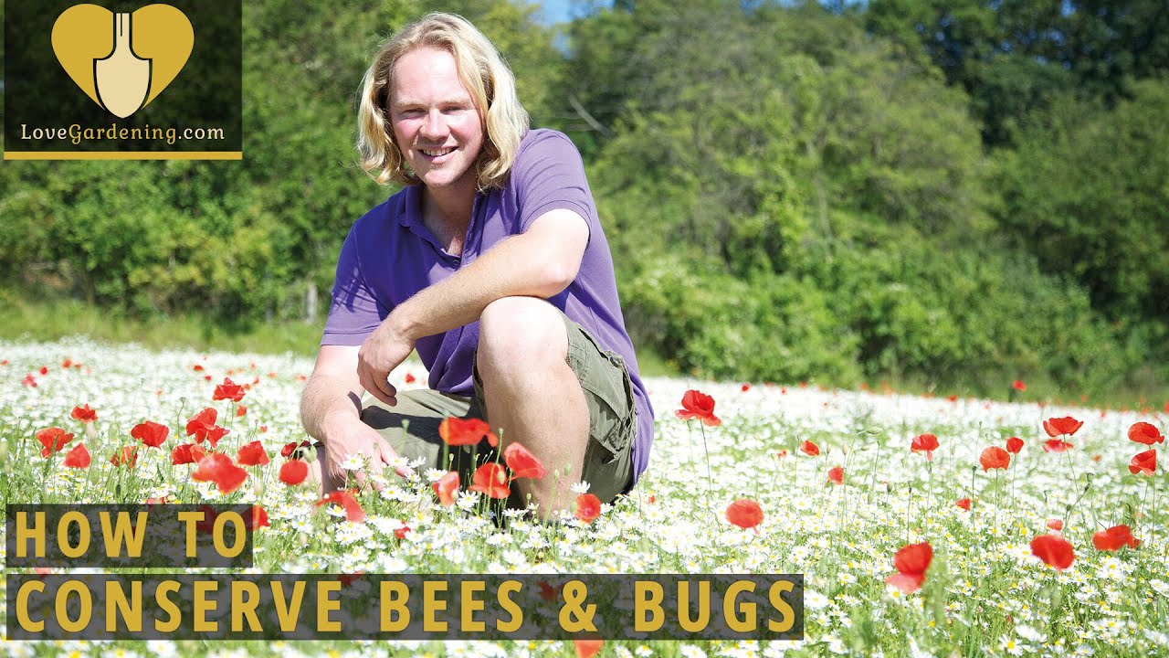 How to Conserve Bees & Bugs with Chris Myers at LoveGardening.com