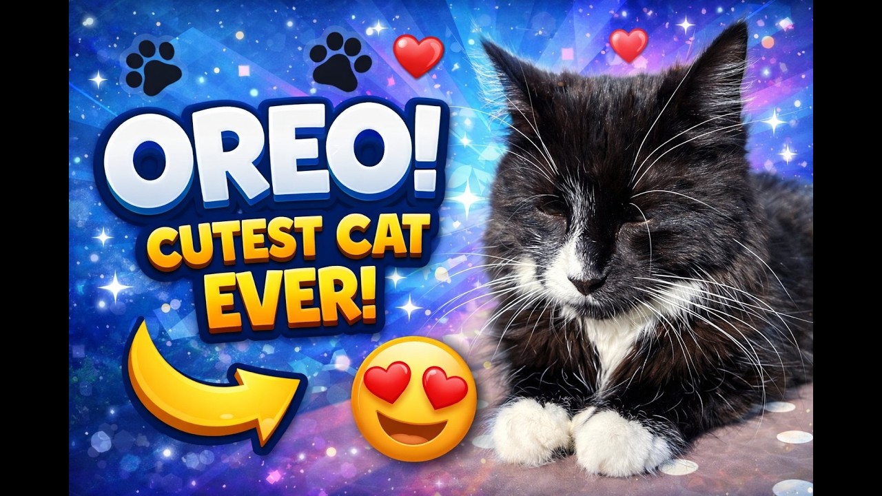 Cute Oreo Cat