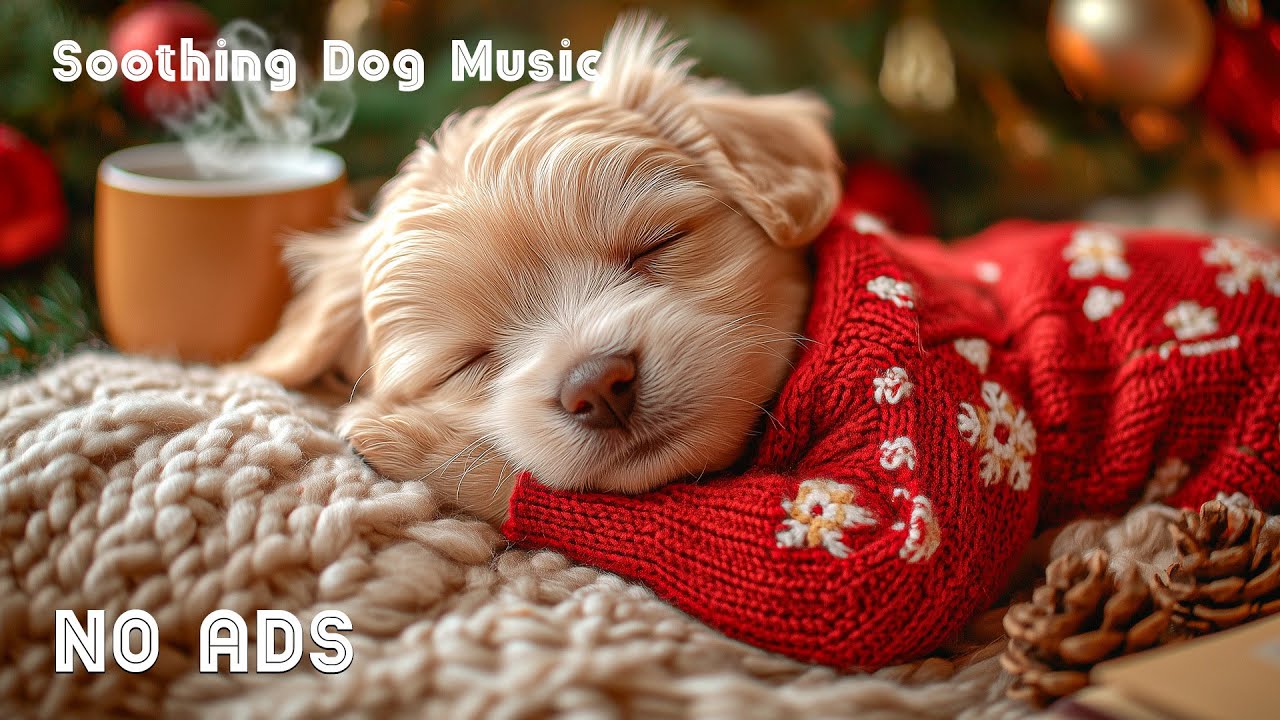 12 часов успокаивающей музыки для собак 🐶🎅 Музыка для сна и снятия стресса у собак 🎄