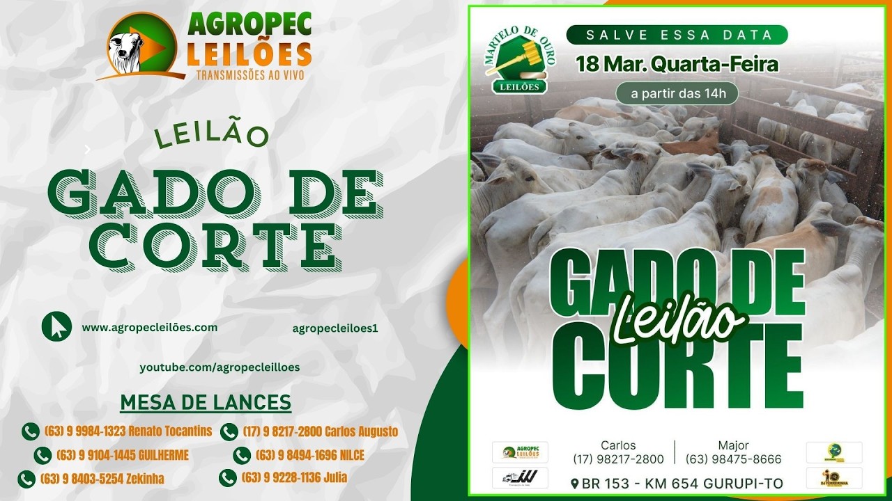 Agropecleiloes- AO VIVO -  LEILÃO GADO DE CORTE | MARTELO DE OURO LEILÕES - GURUPI-TO - 18/03/26.