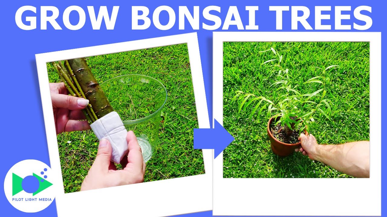 Willow Bonsai Tree - Branch to Tree In 90 Days