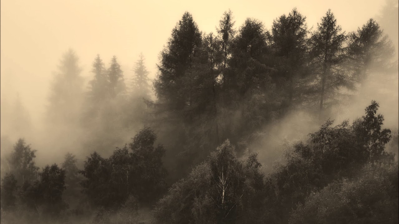V&aelig;re - M&oslash;rk Skog