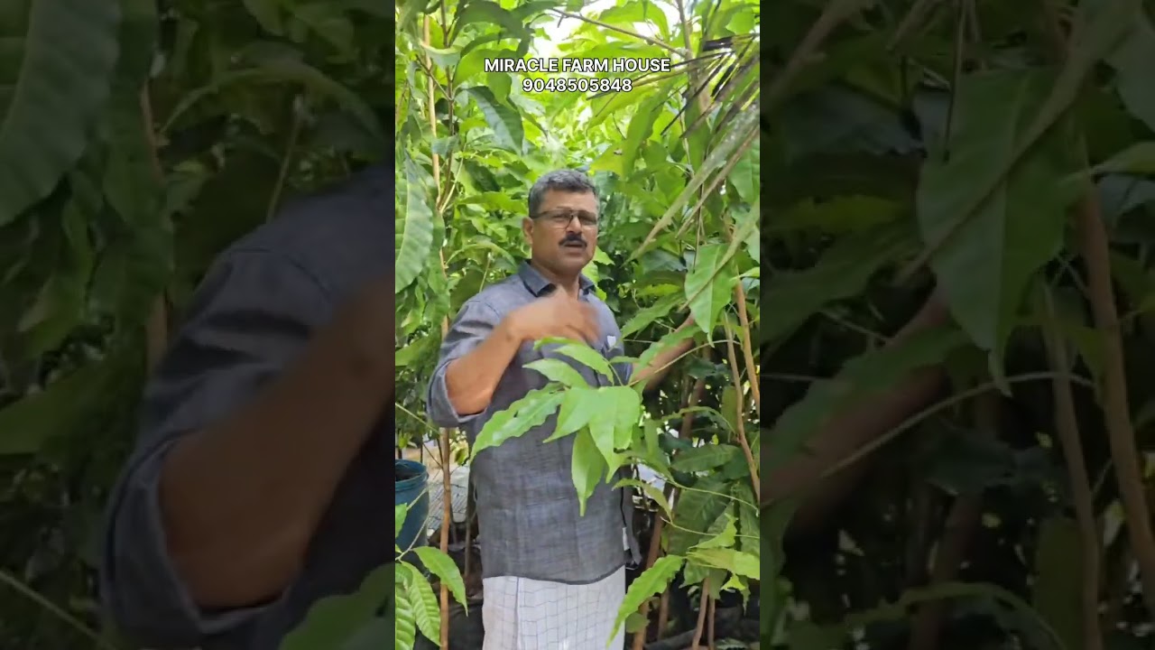 അബിയു കായ്ച്ചു നിൽക്കുന്ന ചെടി മേടിക്കാം ഇവിടെ നിന്ന് ഏറ്റവും വിലക്കുറവിൽ.....