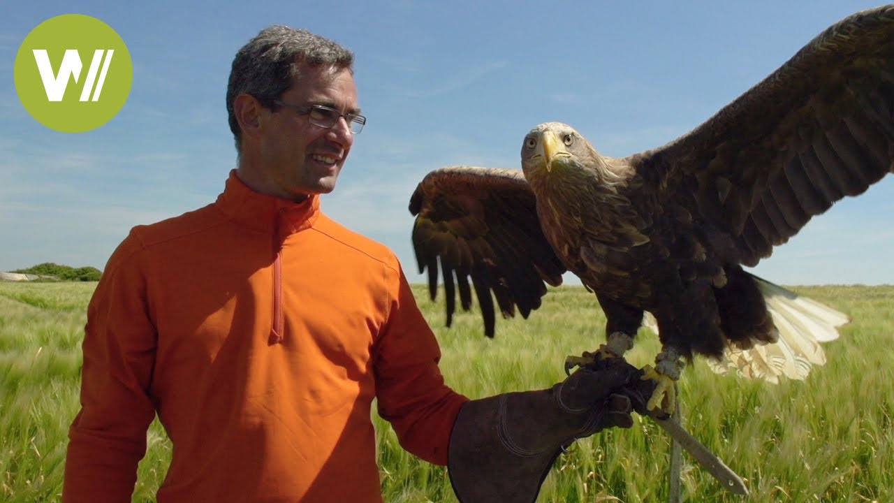 Eagle learns to fly - Freedom, the legend of the eagles (Documentary, 2015)