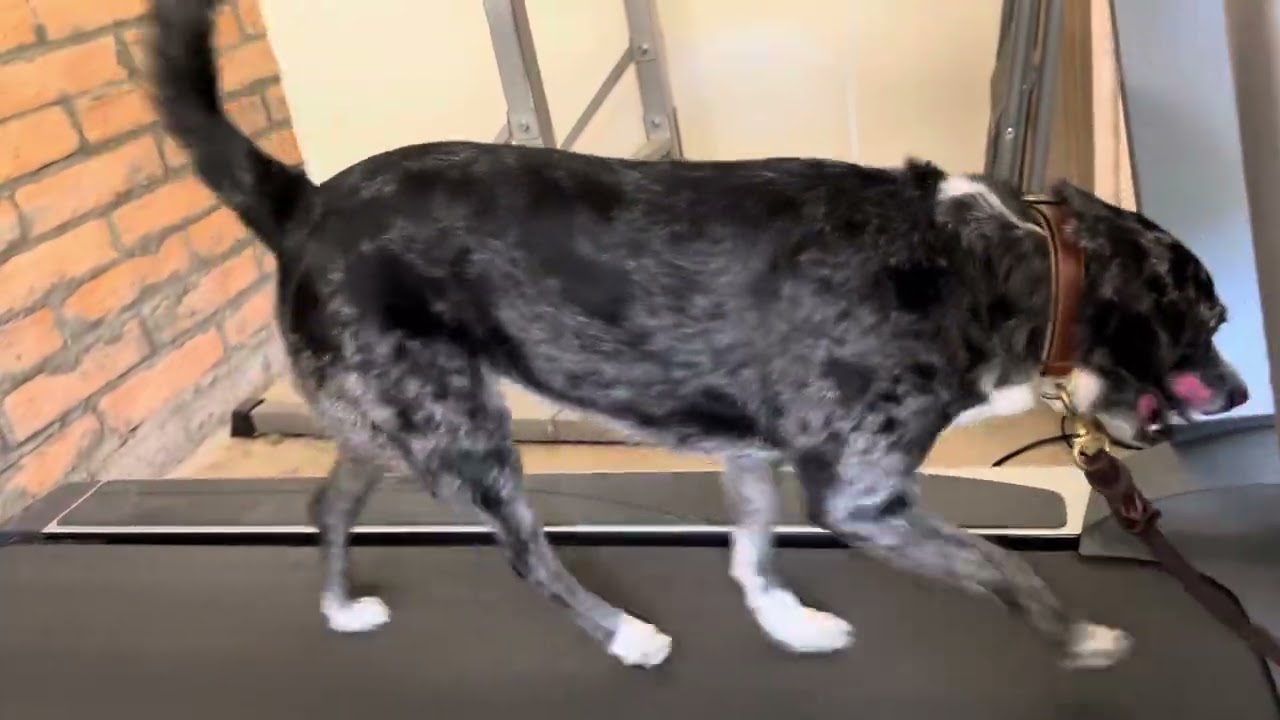Paradise valley dog training k9katelynn.com teaches Oakley (mixed breed) how to walk/run treadmill