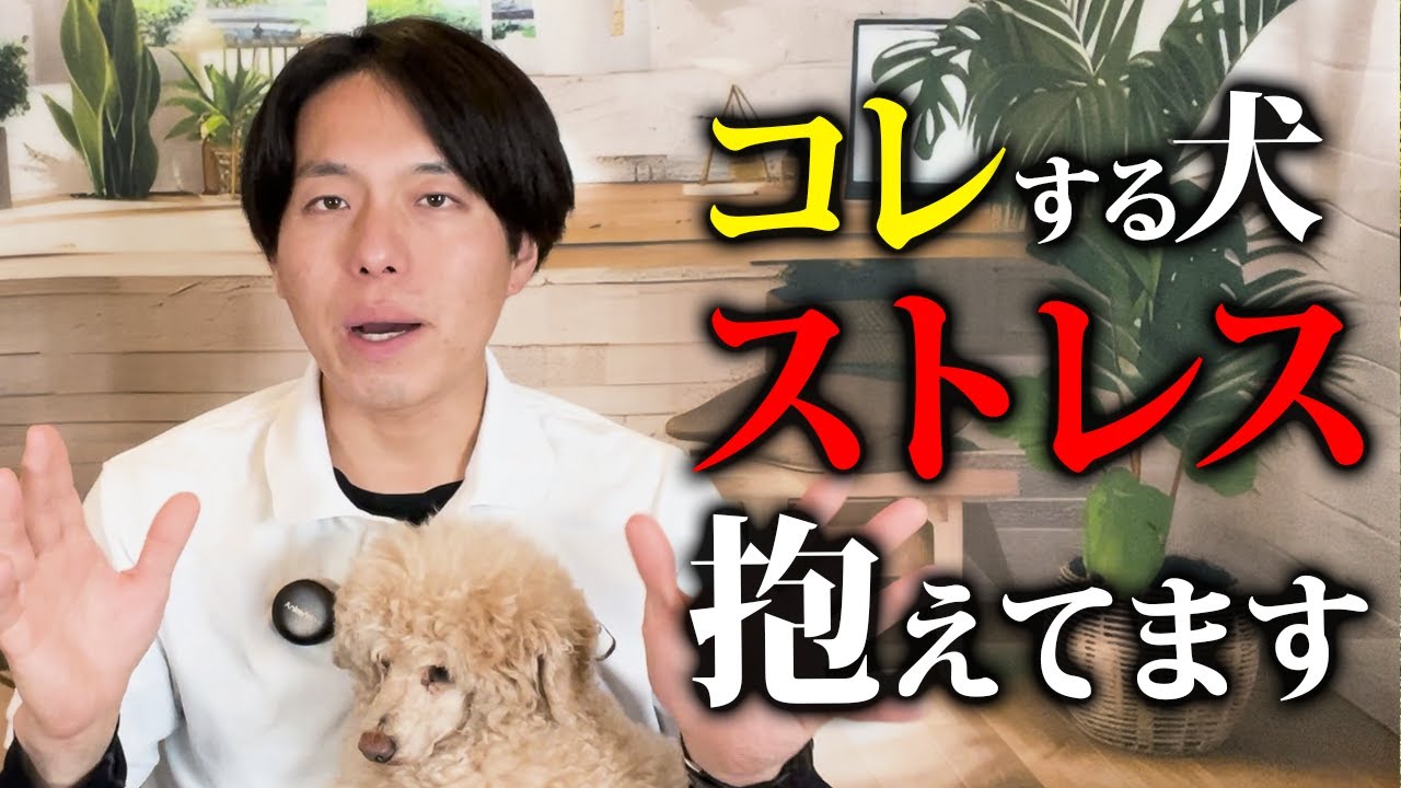あてはまったら要注意。ストレスを抱えている犬がする行動8選【ドッグトレーナー解説】