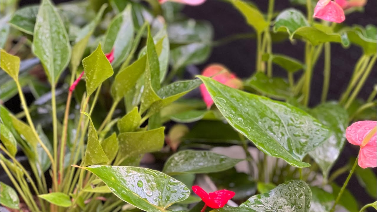 පදුරු විතරක්ම තියෙන මෙහෙම වාසි පැකේජයක් ඔයාට කොහෙන්වත් ලැබෙන්නෙ නෑ මේ ගානට 0773407293 වට්සැප් එන්න 