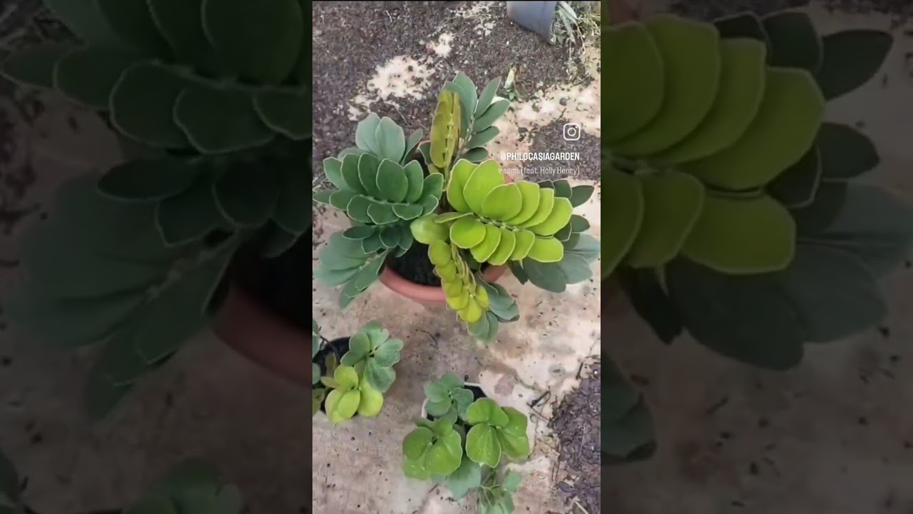 ZamiaMawar 