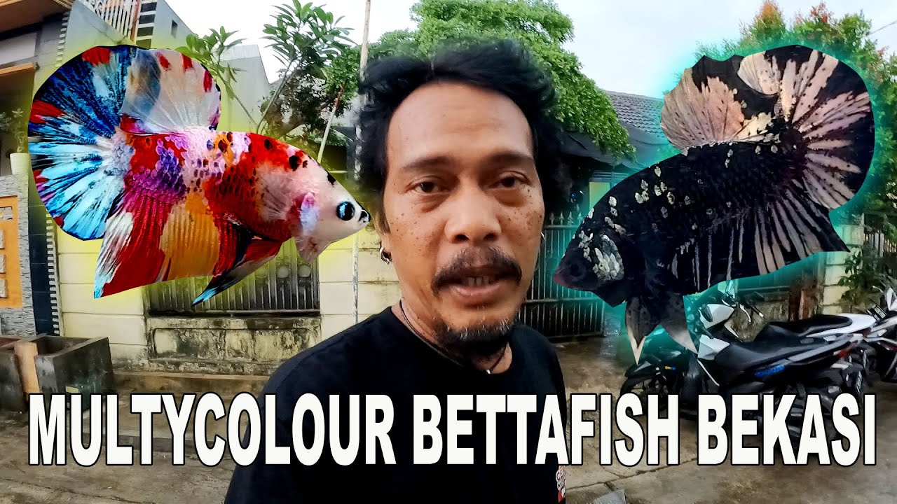 MULTYCOLOUR BETTA FISH BEKASI  PEMBUDIDAYA  DAN PENJUAL IKAN CUPANG HIAS