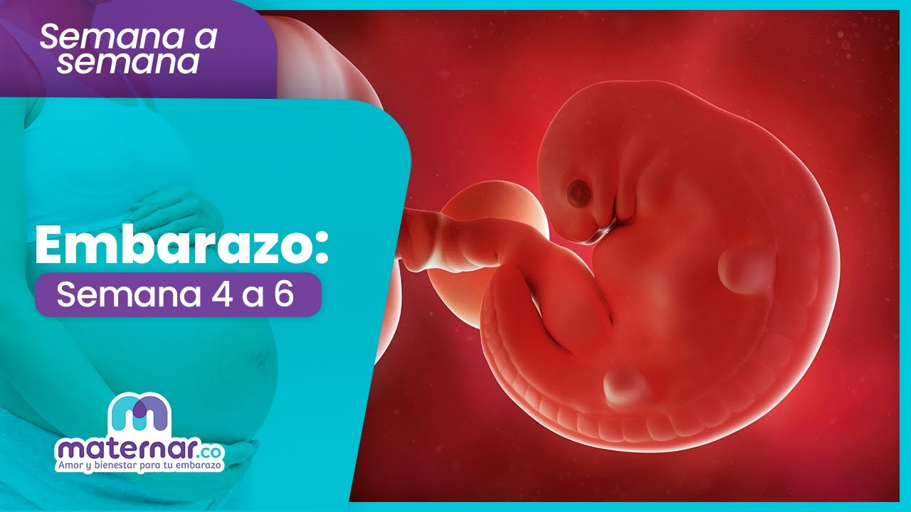 Semana 4 a 6 de embarazo: Inicia ahora tus controles prenatales | Maternar.co