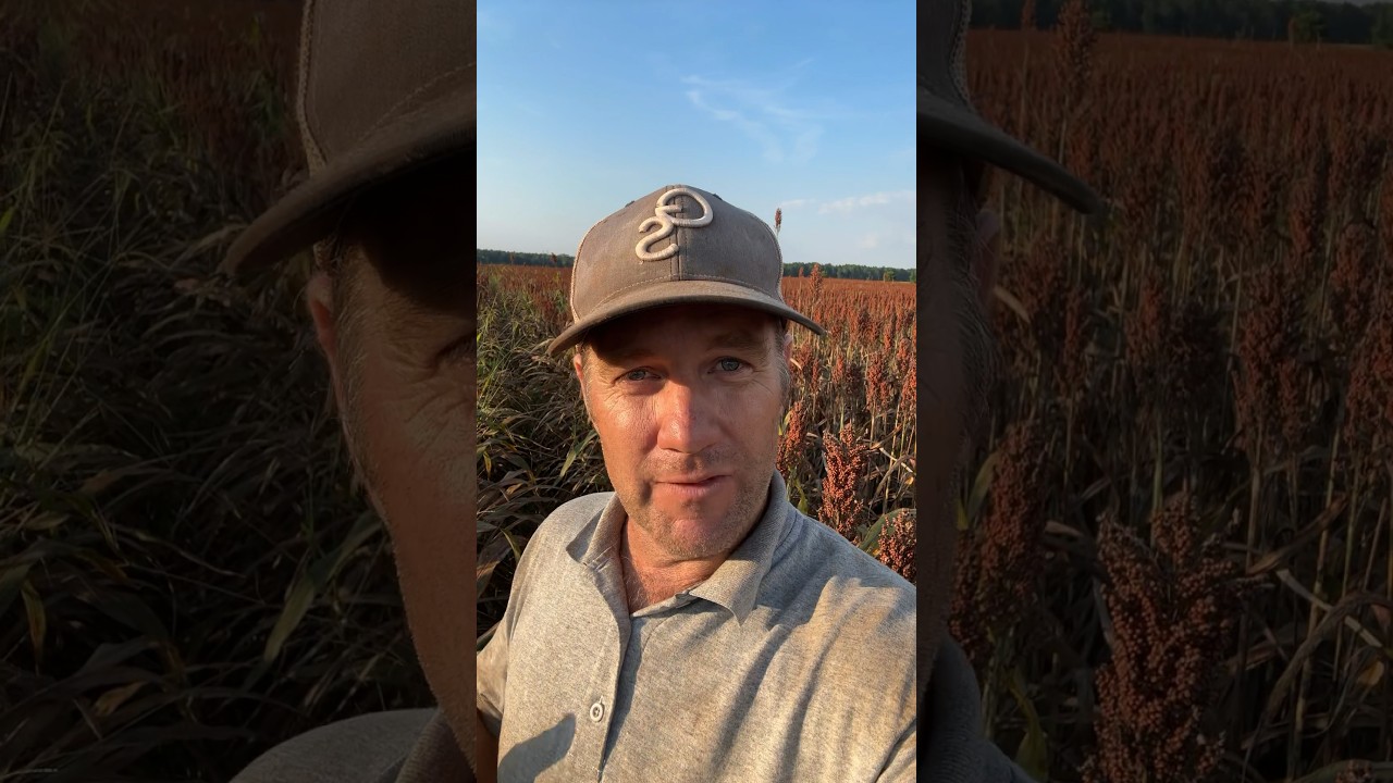 No-till & No Spray Results!