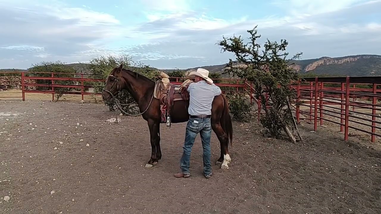 Secretos para que tú caballo se quede quieto a la hora de montarlo
