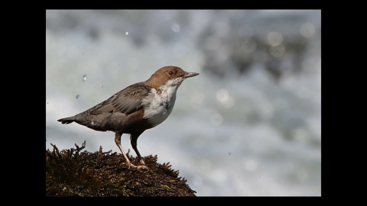 les oiseaux du Tarn