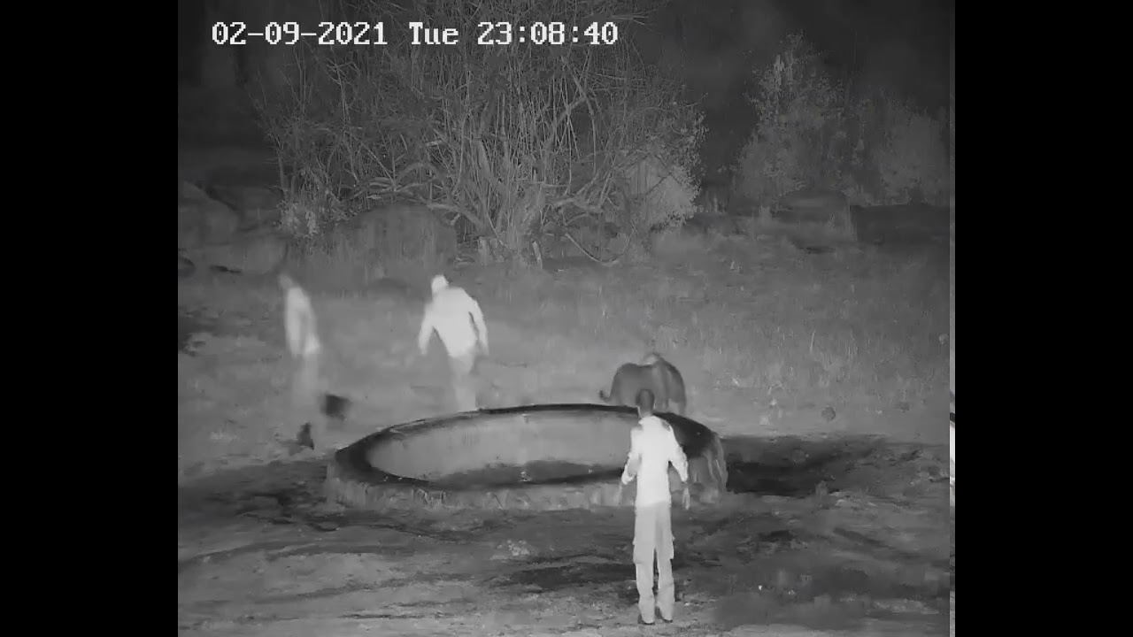 Baby elephant helped out of water trough under cover of darkness