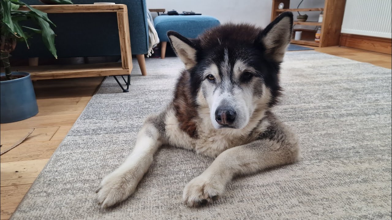 Old Husky Didn't Know What To Do! So Cute