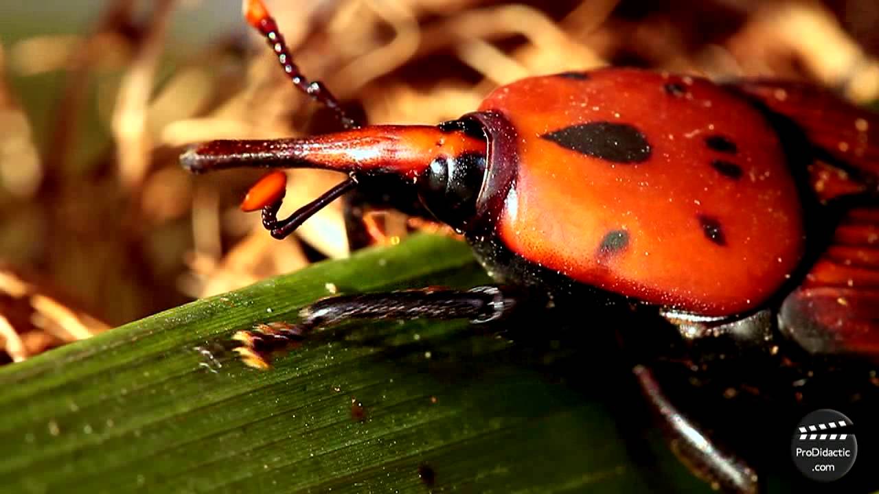 El picudo rojo de las palmeras. Rhynchophorus ferrugineus. Red palm weevil