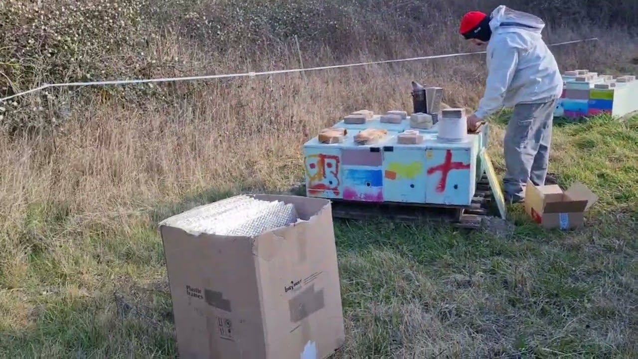 Alunul înflorit si roii pe 6 rame de albina