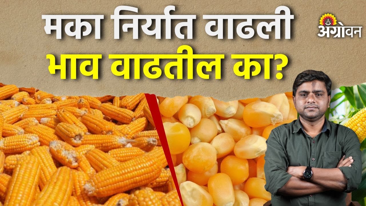 Maize Rate: देशातील बाजारात सध्या मक्याला काय भाव मिळतोय ? | Agrowon