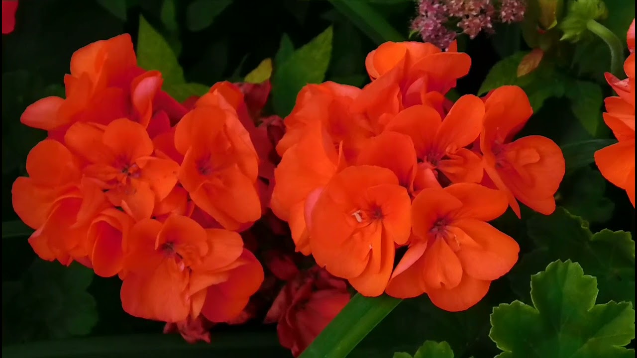 Pelargonium inquinans, the scarlet geranium / Geranium Ivy, Geranium Creeper