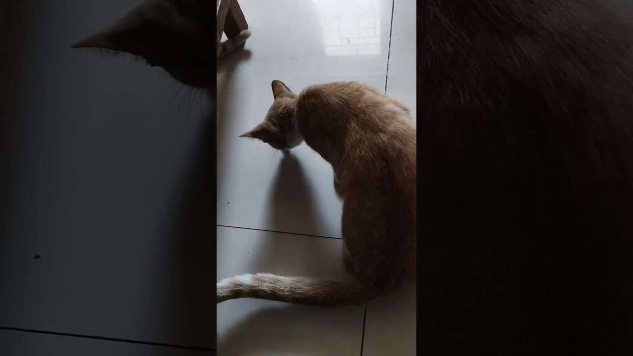Pusang gala umuwi sa bahay para magpahinga 