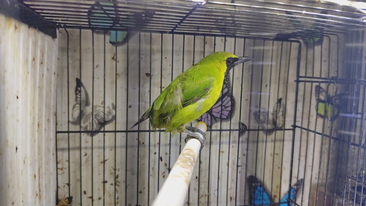 Anugerah-89 bird sedang live sekarang!