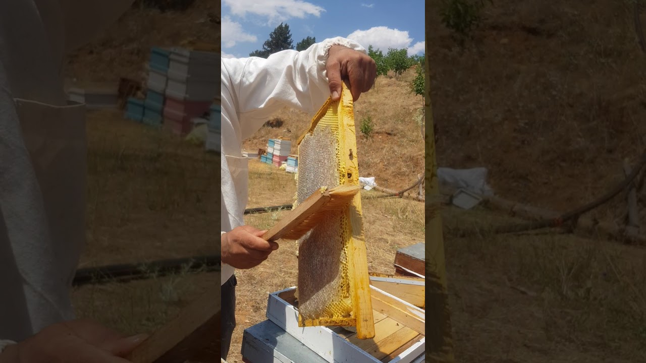 Bir arıdan kaç kilo bal alırsın Geçen yılki rekorumuz